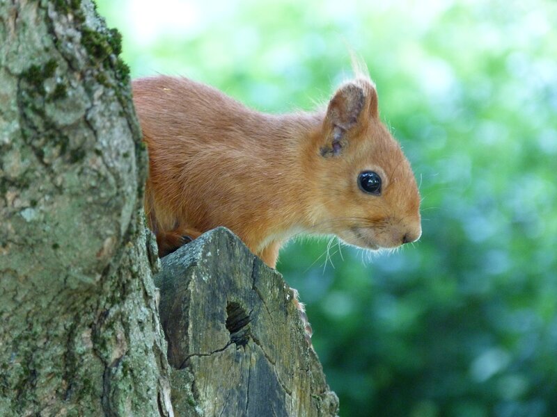 Red Squirrel on Tree — Brown, Calm, Afternoon, Photograph, Forest