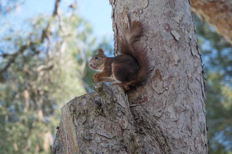 Red Squirrel on Tree — Brown, Calm, Afternoon, Photograph, Sky