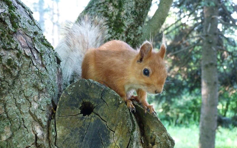 Red Squirrel on Tree — Brown, Calm, Afternoon, Photograph