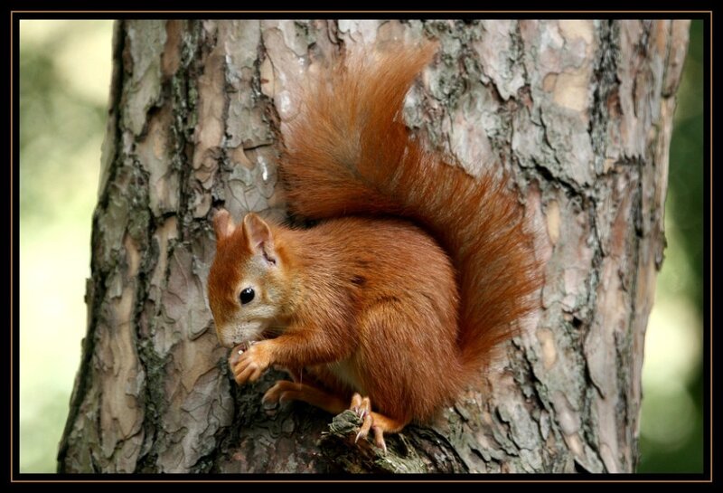 Red Squirrel on Tree — Brown, Calm, Afternoon