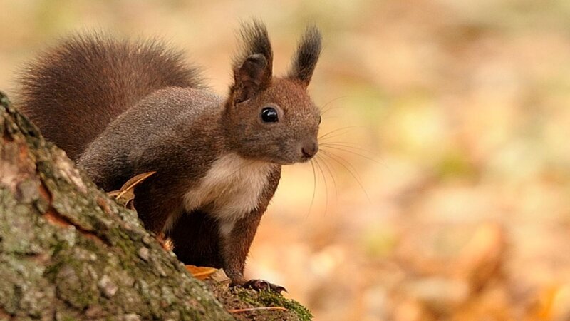 Red Squirrel on Tree — Brown, Calm, Autumn, Photograph