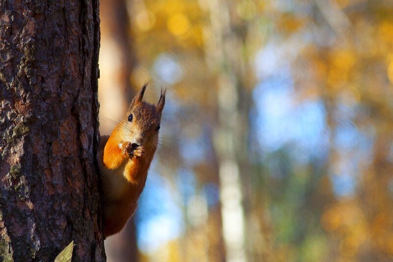 Red Squirrel on Tree — Brown, Calm, Autumn