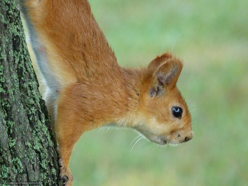 Red Squirrel on Tree — Brown, Calm, Summer
