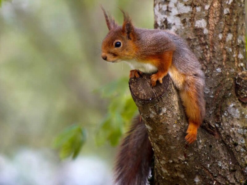 Red Squirrel on Tree — Brown, Calm
