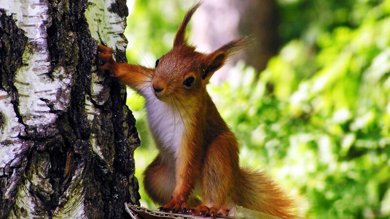 Red Squirrel on Tree — Brown, Curious, Afternoon, Photograph, Forest