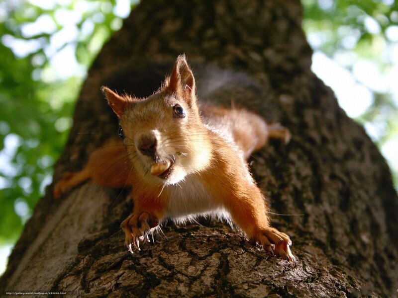 Red Squirrel on Tree — Brown, Curious, Afternoon, Photograph, Leaves