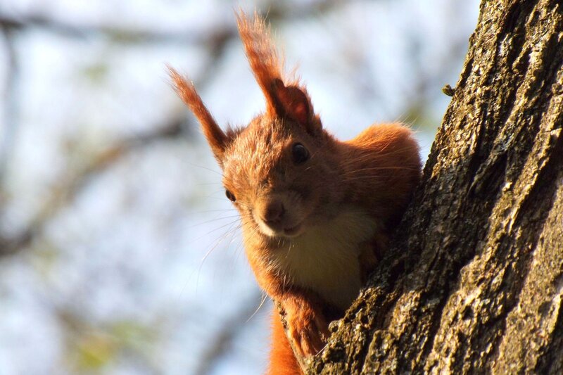 Red Squirrel on Tree — Brown, Curious, Afternoon, Photograph, Sky