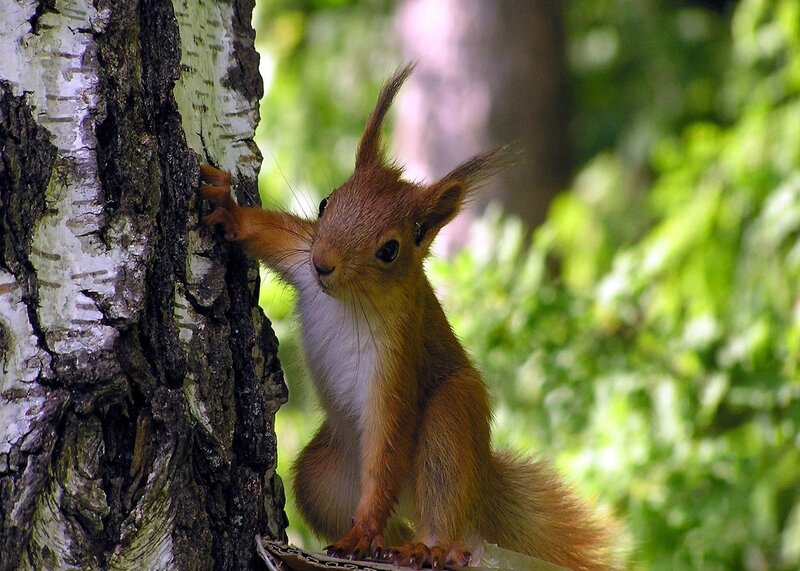 Red Squirrel on Tree — Brown, Curious, Afternoon, Photograph