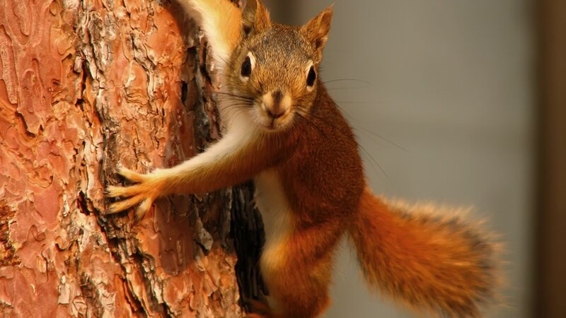 Red Squirrel on Tree — Brown, Curious, Afternoon, Photograph, Tree Bark