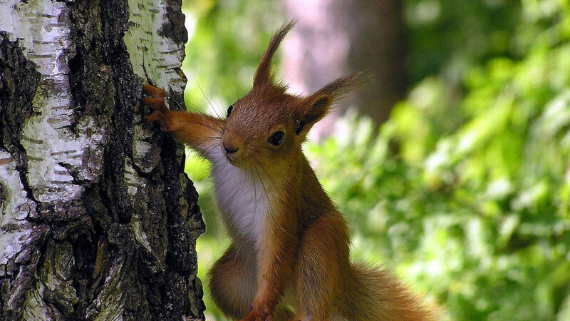 Red Squirrel on Tree — Brown, Curious, Afternoon