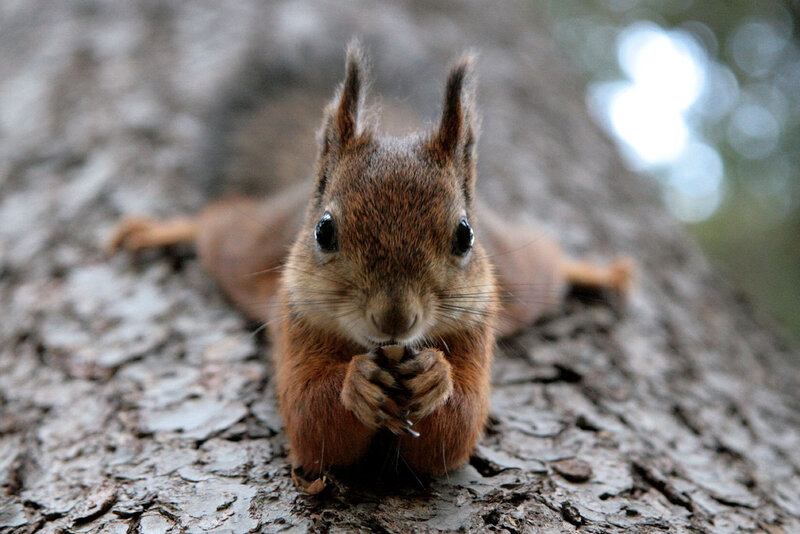 Red Squirrel on Tree — Brown, Curious, Photograph