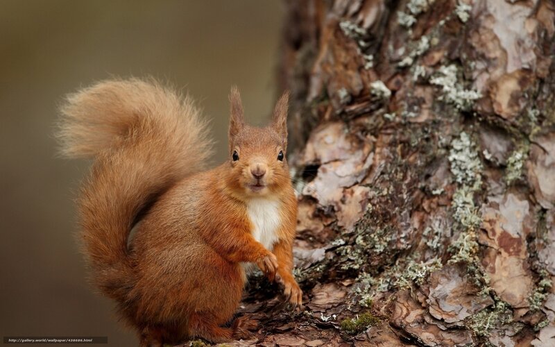 Red Squirrel on Tree — Brown, Curious, Photograph, Tree Bark, Liverwort