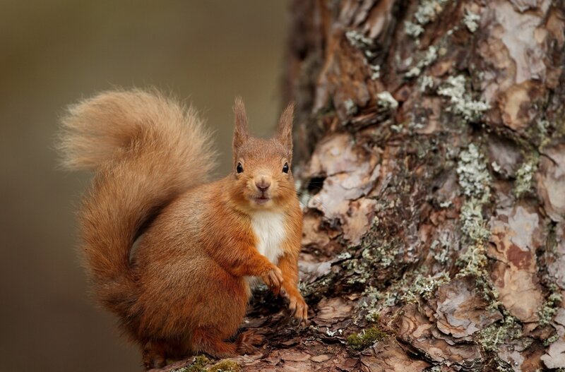 Red Squirrel on Tree — Brown, Curious, Photograph, Tree Bark, Tail