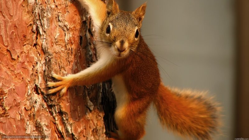 Red Squirrel on Tree — Brown, Curious, Photograph, Tree Bark
