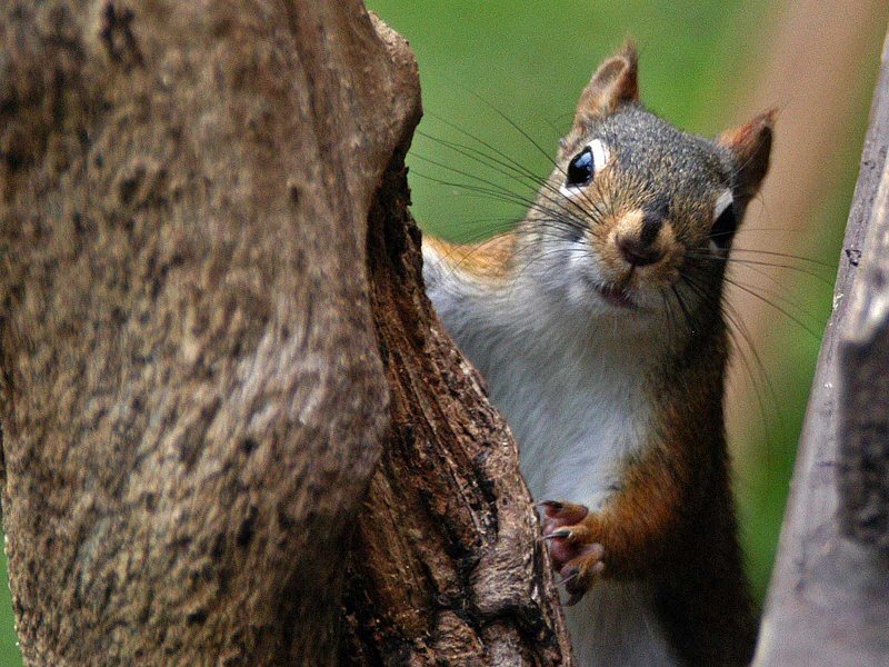 Red Squirrel on Tree — Brown, Curious
