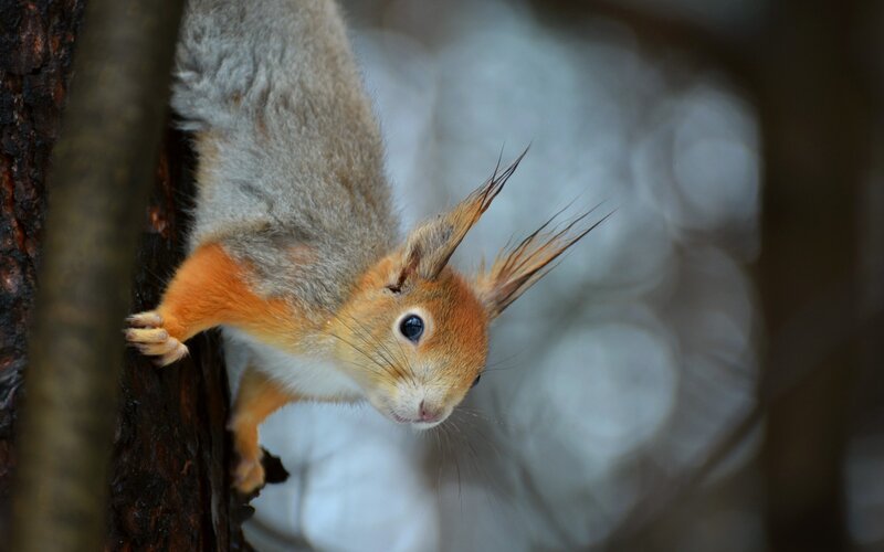 Red Squirrel on Tree — Brown, Curious, Winter
