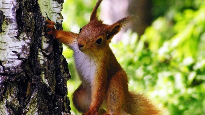 Red Squirrel on Tree — Brown, Natural, Afternoon, Photograph, Forest