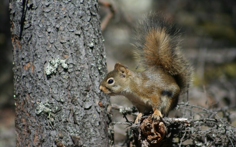 Red Squirrel on Tree — Brown, Natural, Afternoon, Photograph