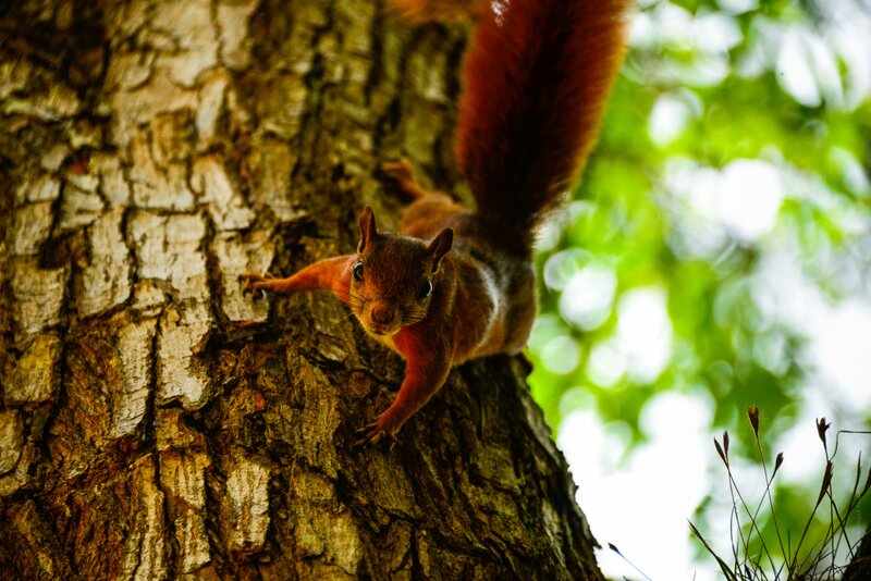 Red Squirrel on Tree — Brown, Natural, Afternoon, Photograph, Tree Bark