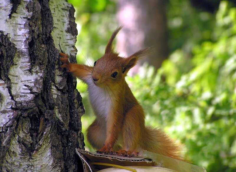 Red Squirrel on Tree — Brown, Natural, Afternoon