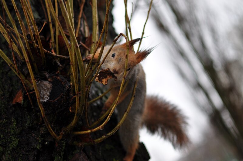 Red Squirrel on Tree — Brown, Natural, Autumn, Photograph