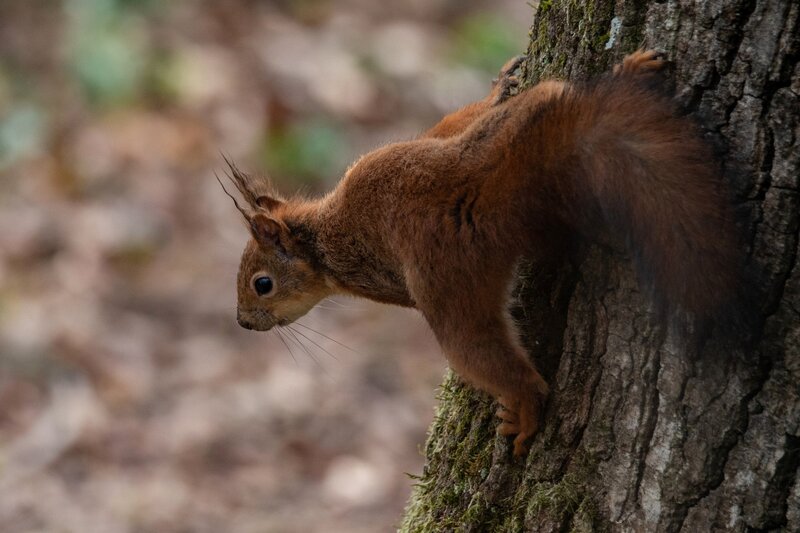 Red Squirrel on Tree — Brown, Natural, Autumn