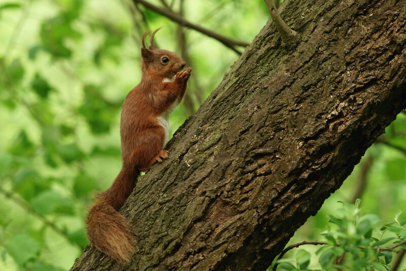 Red Squirrel on Tree — Brown, Natural, Summer, Photograph, Leaves