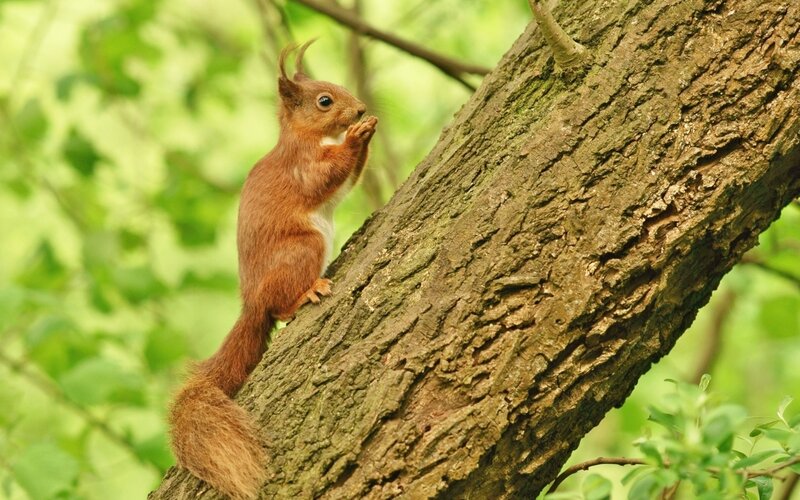 Red Squirrel on Tree — Brown, Natural, Summer
