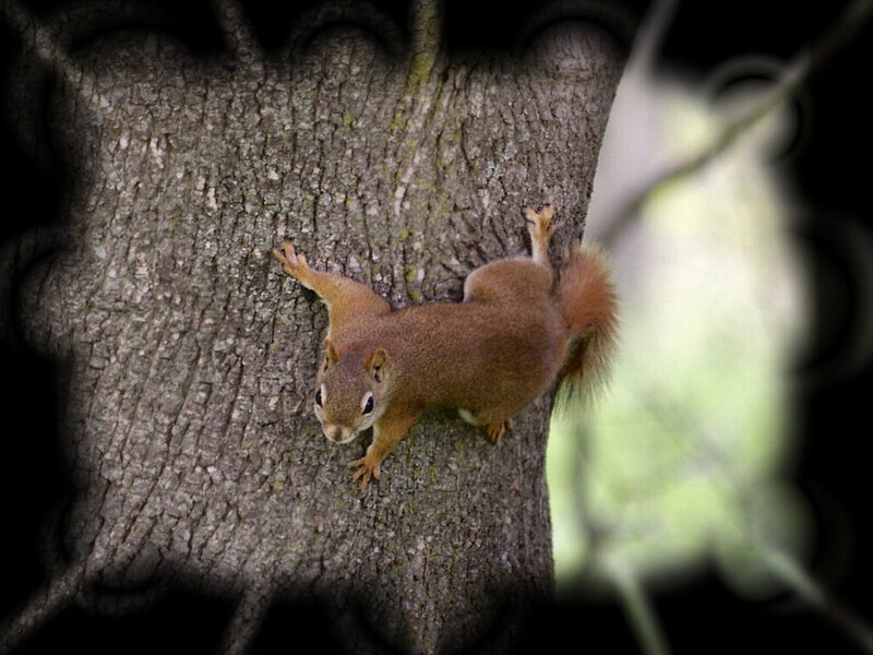 Red Squirrel on Tree — Brown, Natural