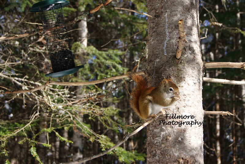 Red Squirrel on Tree — Brown, Natural, Winter