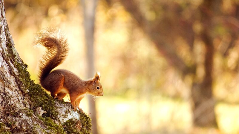 Red Squirrel on Tree — Brown, Serene, Autumn, Photograph, Moss, Forest