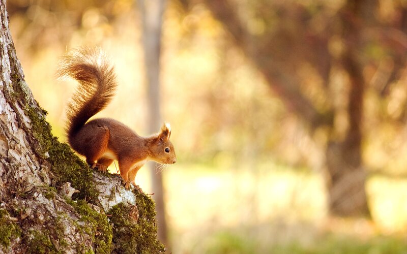 Red Squirrel on Tree — Brown, Serene, Autumn, Photograph