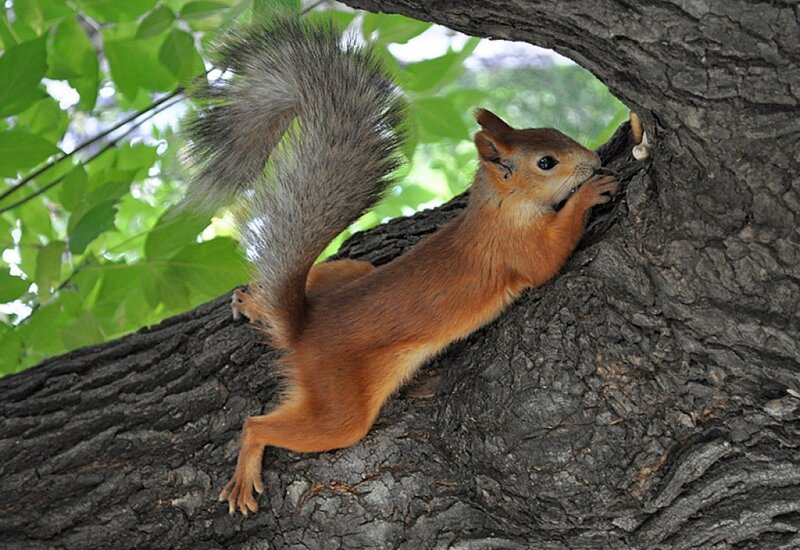 Red Squirrel on Tree — Brown