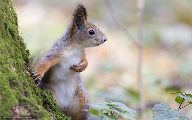 Red Squirrel on Tree — Green, Alert