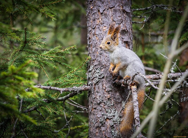 Red Squirrel on Tree — Green, Natural, Photograph