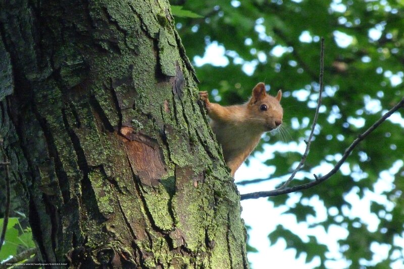 Red Squirrel on Tree — Green, Natural