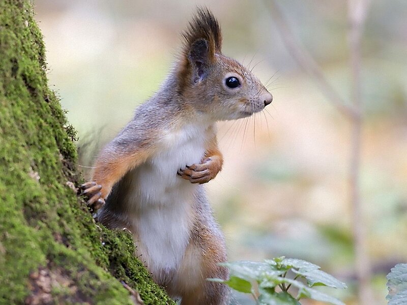 Red Squirrel on Tree — Green
