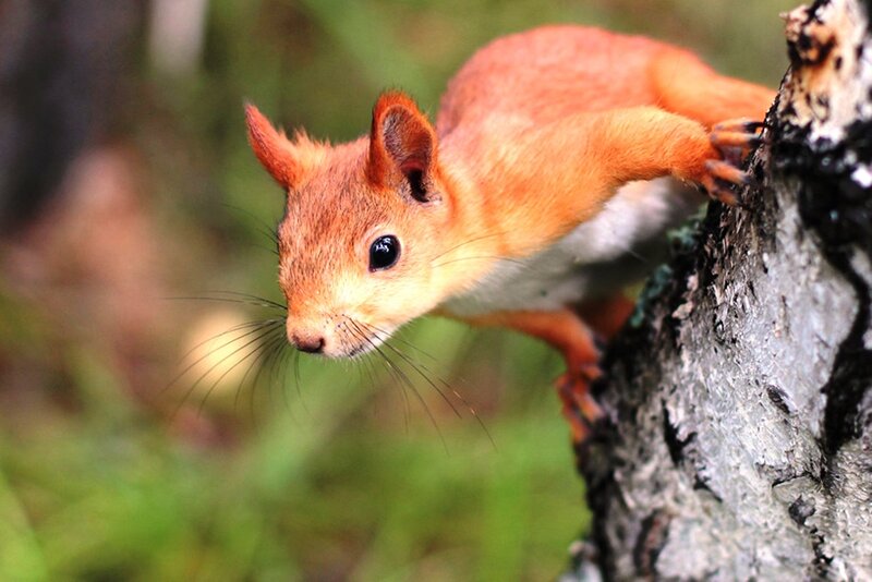 Red Squirrel on Tree — Orange, Alert