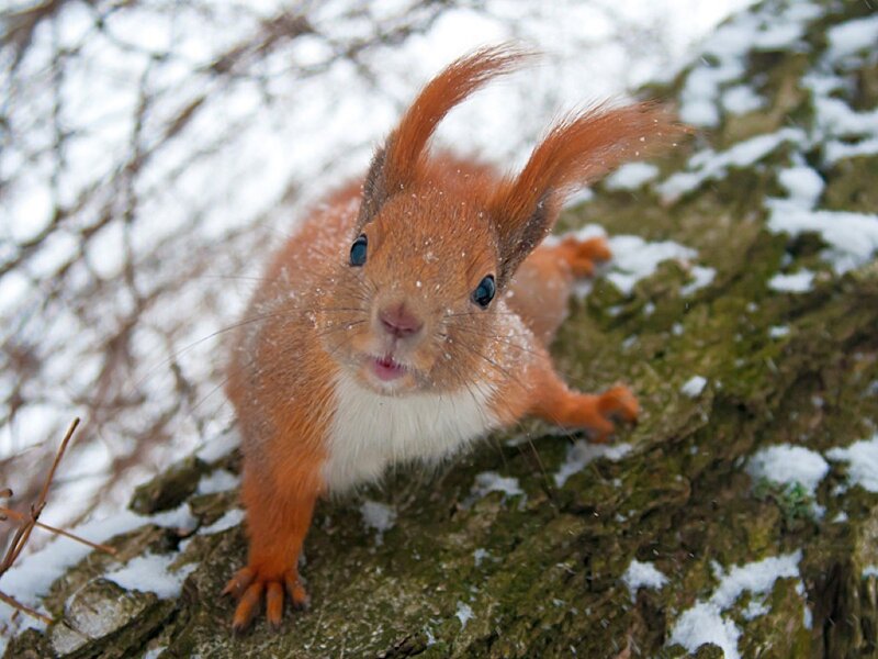 Red Squirrel on Tree — Orange
