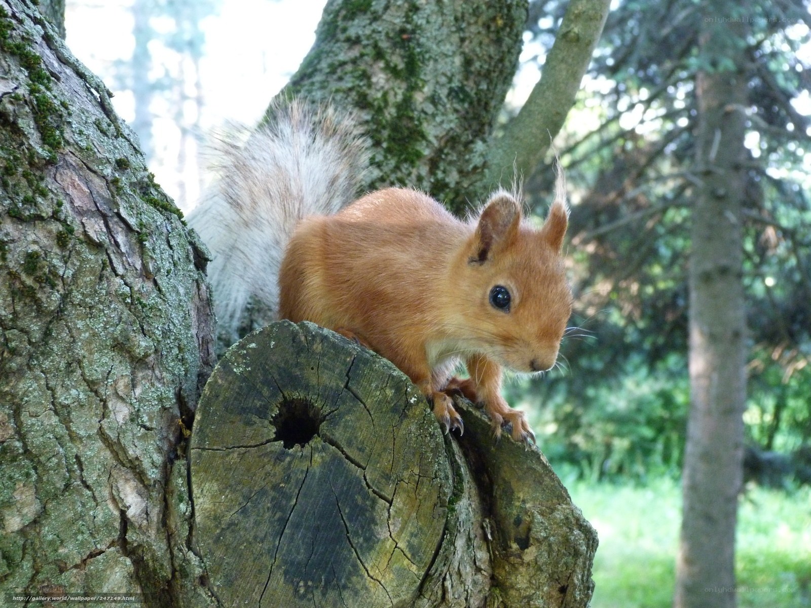 Red squirrel on tree stump