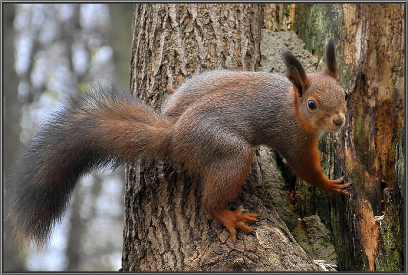 Red Squirrel on Tree