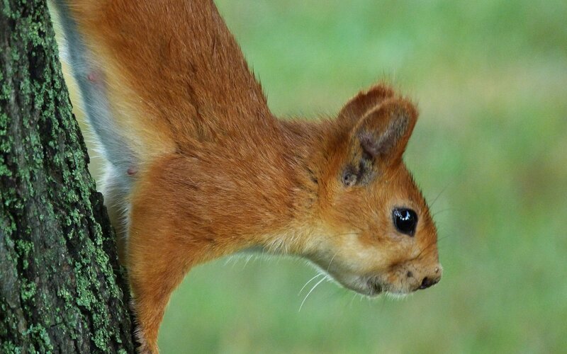 Red squirrel on tree trunk
