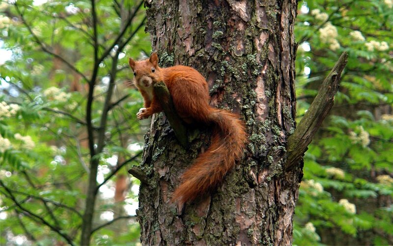 Red squirrel on tree trunk