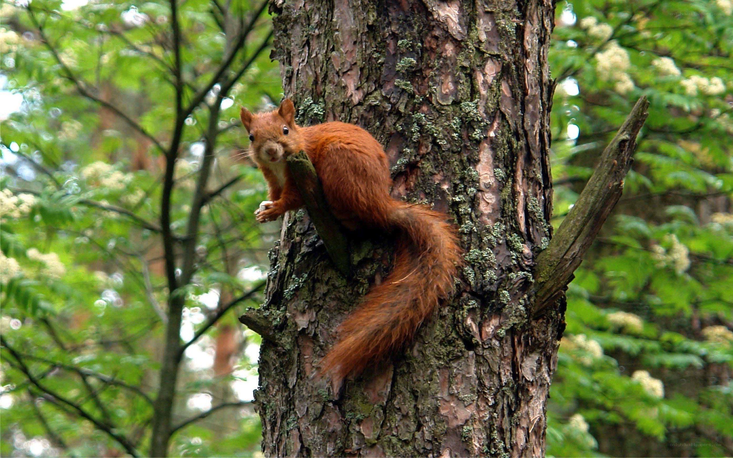 Red squirrel on tree trunk