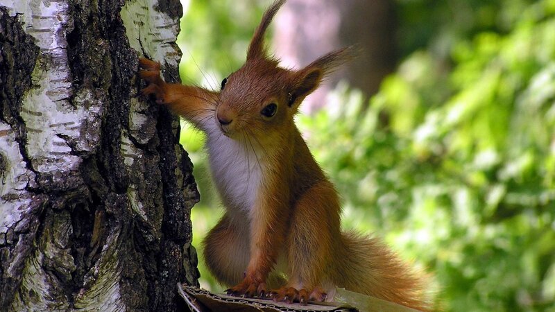 Red squirrel on tree trunk