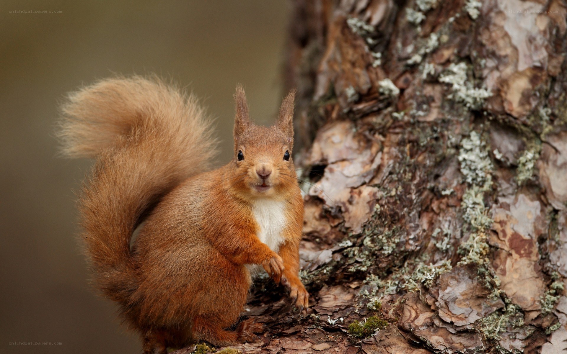 Red squirrel on tree trunk