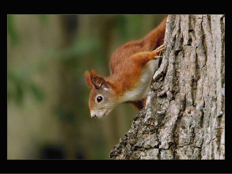 Red squirrel on tree trunk