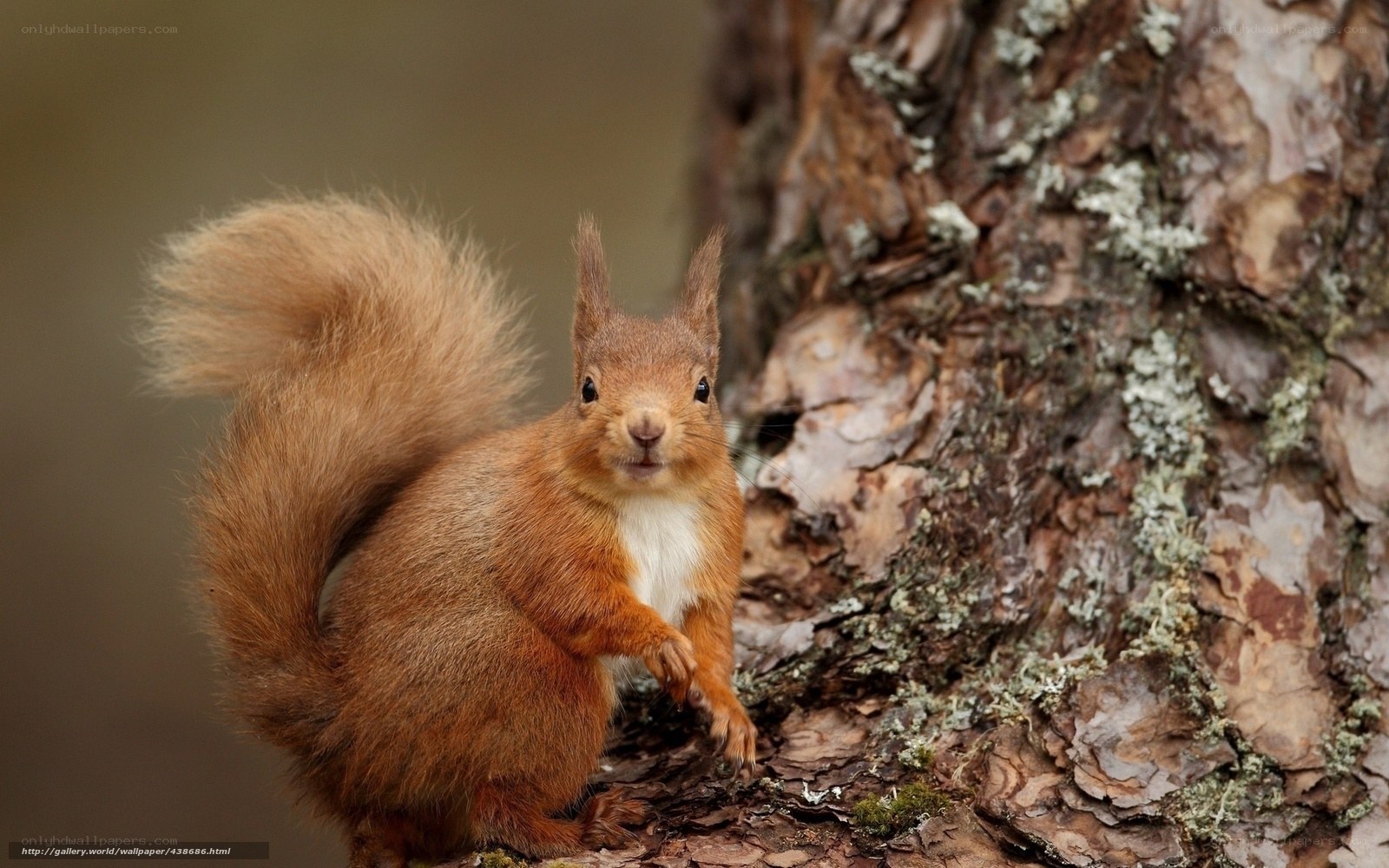 Red squirrel on tree trunk