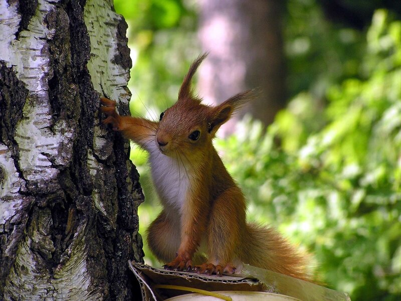 Red squirrel on tree trunk