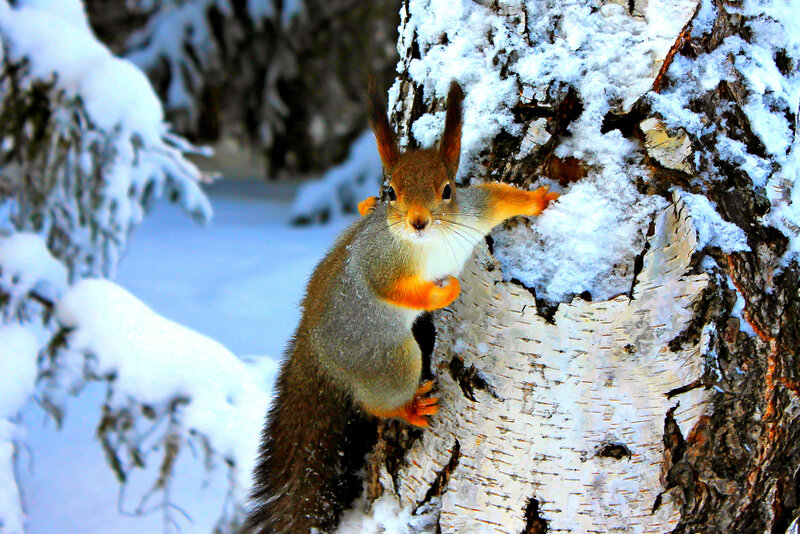 Red Squirrel on Tree — White